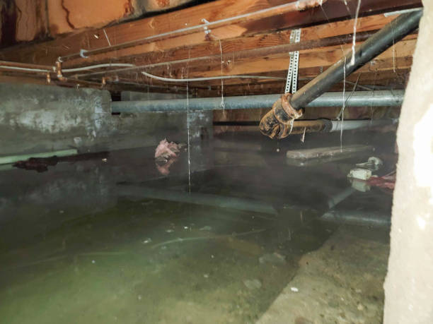 Best Local water damage restoration  in Dunlap, TN