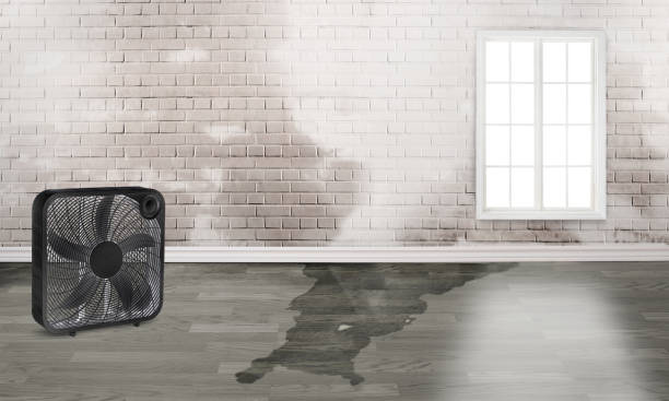 Best Water damage restoration mold remediation  in Dunlap, TN